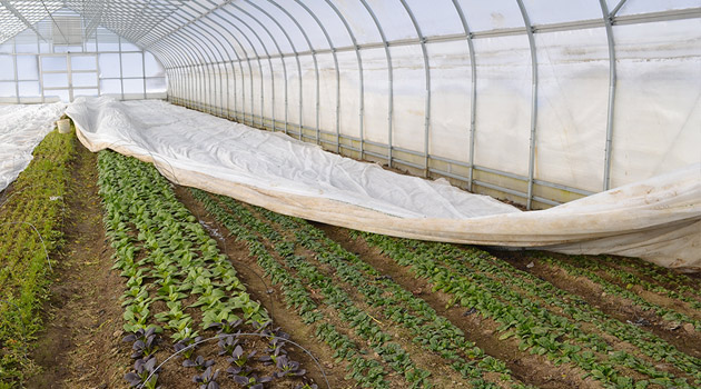 Winter Production in the High Tunnel