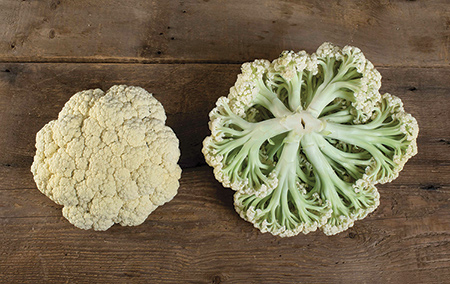 Heat-tolerant cauliflower - Song TJS-65