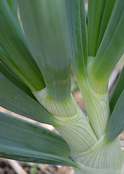 Onion with double-split growing point