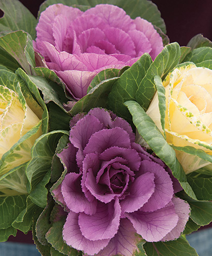 Ornamental kale's red, pink, purple, and white rosettes thrive in the cool season garden with minimal care.