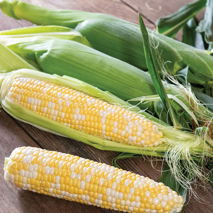Ears of harvested corn