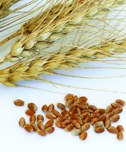 Spring wheat