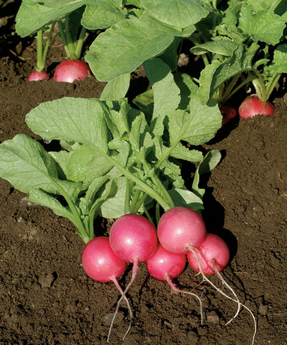 Bunch of freshly harvested radishes of a uniformly round, pastel pink type, with medium-sized tops.