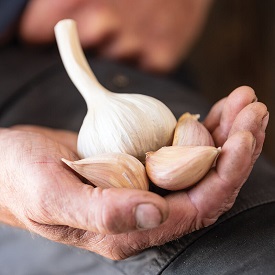 German Extra Hardy Organic Garlic Bulbs