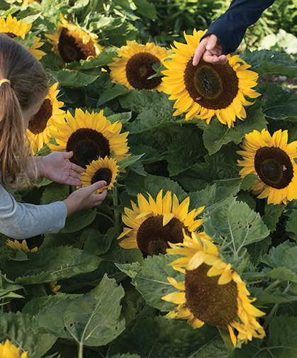 Neither children nor adults can resist the allure of a patch of sweet dwarf sunflowers.