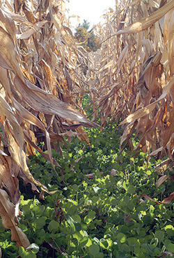 Corn underseeded with clover