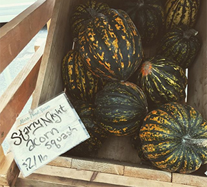 Starry Night powdery mildew resistant acorn squash