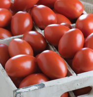 Granadero Tomato
