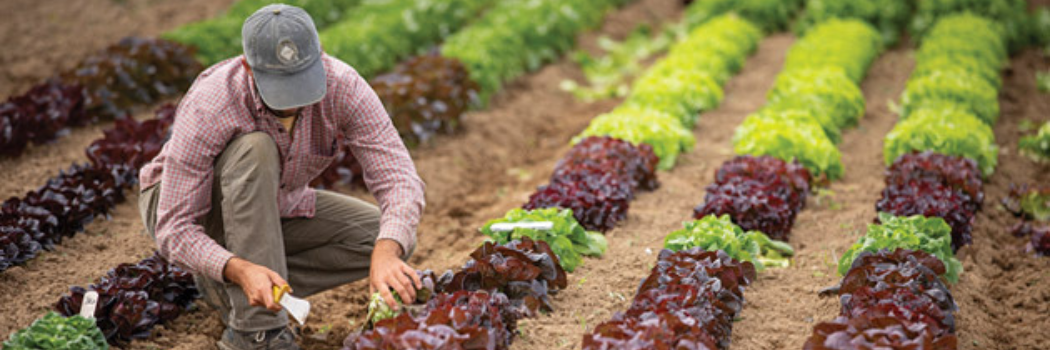 Head Lettuce Planting Program