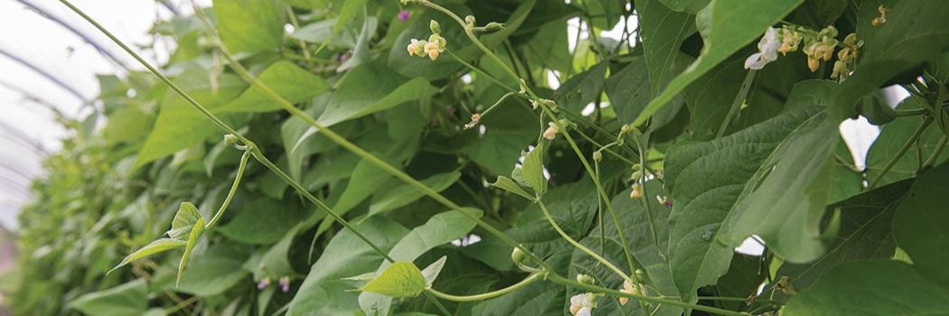 Pole Beans Vining on the Trellis