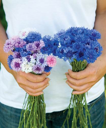 Bouquets of centaurea, commonly known as bachelor's button or cornflower, in blue, pink, and purple hues.