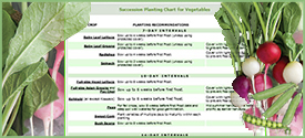 Interval Planting Chart for Vegetables