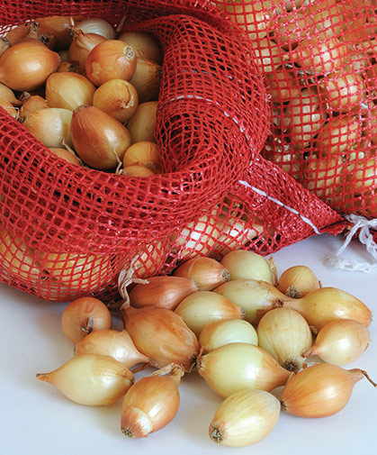 Several bags of 'Forum' onion sets ready for planting.