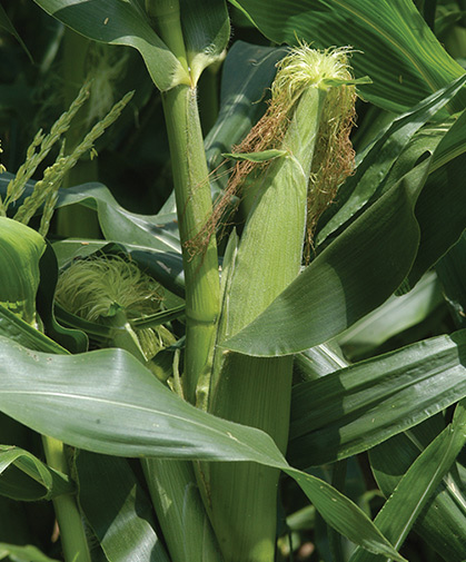 An ear of developing sweet corn; a stalk at right shows male flowers with anthers and pollen.