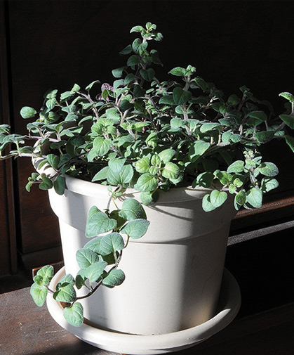 Greek oregano disk in its pot at maturity.