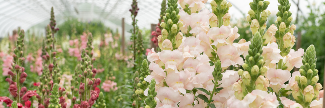 overwintered flowers in high tunnel