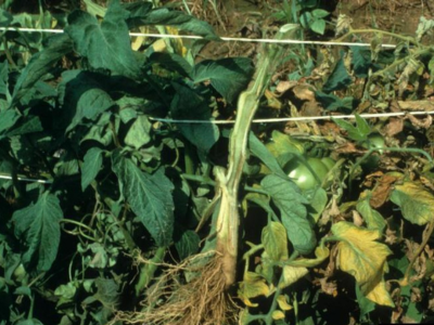 Fusarium wilt