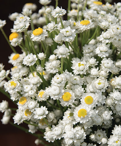 Ammobium, also known as winged everlasting, at an appropriate stage for cutting.