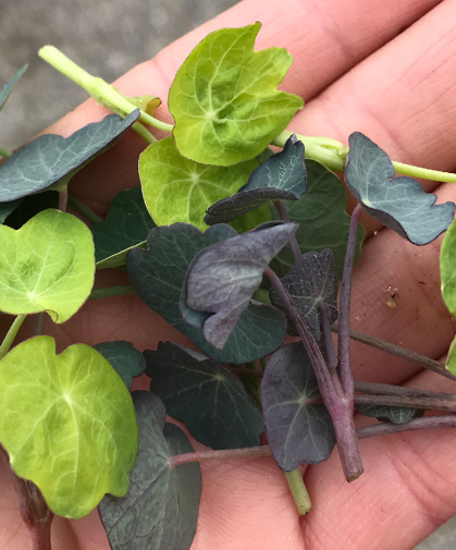 Eye-popping plate appeal: the lime, purple, and dusty-green rounded leaves of 'Shades of Green' nasturtium shoots.