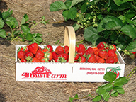 U-pick strawberries