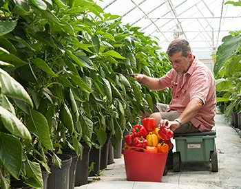 Greenhouse Pepper Harvest