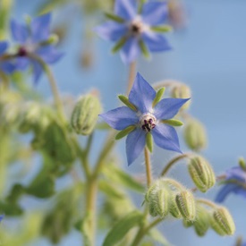 Borage Seed