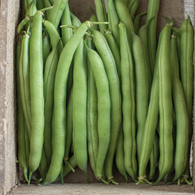 How to Grow Bush Beans (Green Beans)