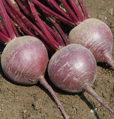 Merlin Organic Beet