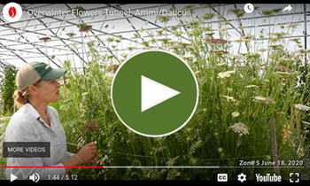 View Our Overwinter Flower Tunnel Ammi/Daucus Video