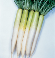 Miyashige Daikon Radish