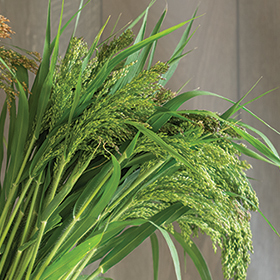 How to Grow Panicum violaceum - Green Drops Ornamental Grass