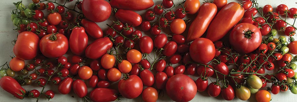 Webinar: A Look Within the World of Tomato Breeding