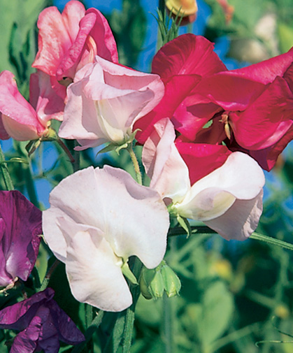 A close-up of heirloom sweet pea flowers; early sowing is the secret to growing success.