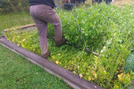crimping a cover crop with a t-post