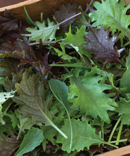 A profusion of freshly harvested baby-leaf brassica varieties.
