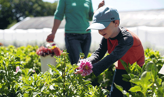 Tips for Starting a Friendly U-Pick Flower Business