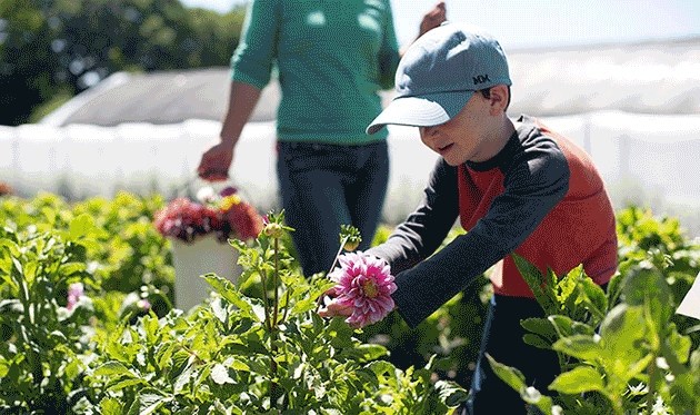 Tips For Starting A U Pick Flower Operation Johnny S Selected Seeds