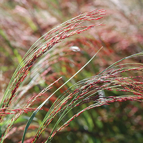 How to Grow 'Ruby Silk' Ornamental Millet