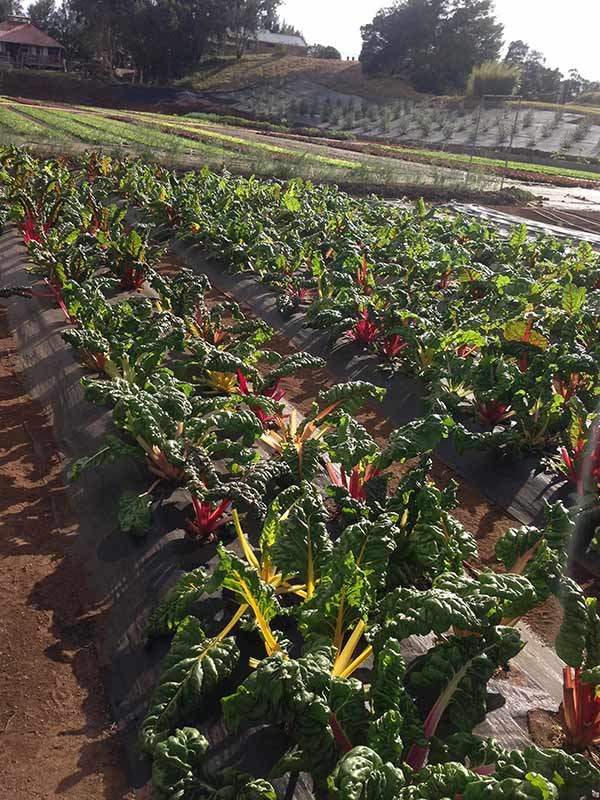 Bright Lights Swiss chard on reflective mulch