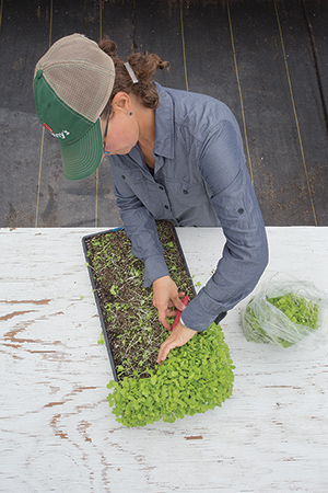 Harvesting Tokyo Bekana Microgreens