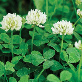 New Zealand White Clover Cover Crop Seed