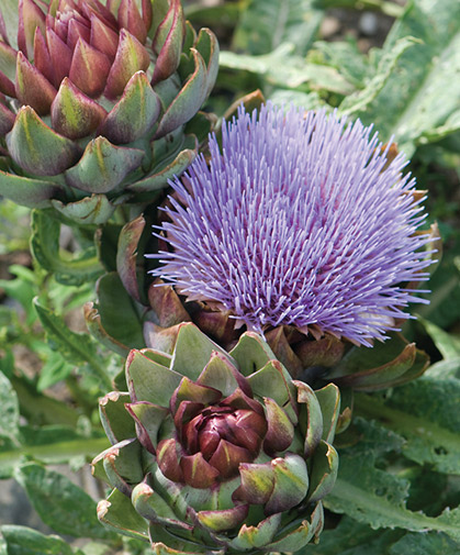 An artichoke plant in bloom.