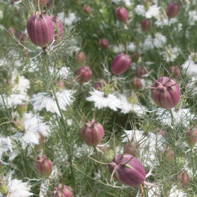 How to Grow Nigella