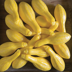 Bulk Summer Squash Seed