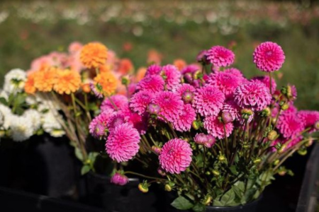 Flower Buckets at Harris Flower Farm