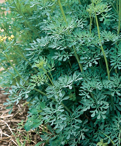 Field-grown rue plant; note that seeds need light to germinate; surface-sow then set in warm, sunny area.