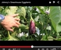 Greenhouse Eggplants