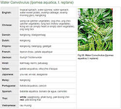 Asian Vegetable Glossary