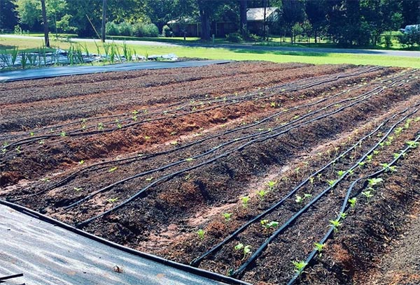 Deeply mulched flower beds at Alice Creek