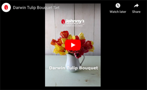 Darwin Hybrid Tulip Set Darwin Hybrid Tulip Set